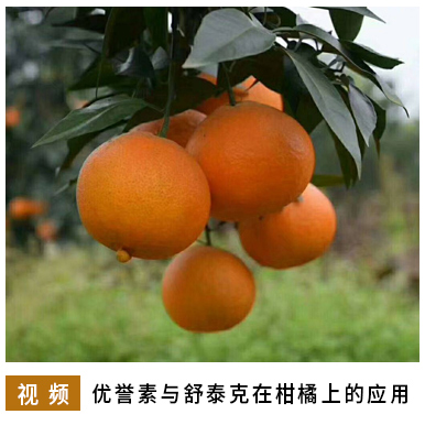 优誉素与舒泰克在柑橘上的应用(1).jpg