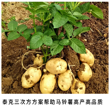 泰克三次方方案帮助马铃薯高产高品质.jpg