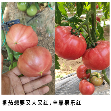 番茄想要又大又红，全靠果乐红.jpg